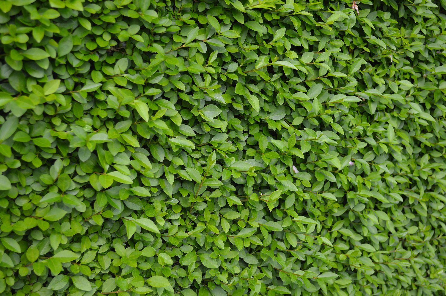 Ligustrum vulg. var. ital. 'Liga', 50-80 cm, 3-5 grenar