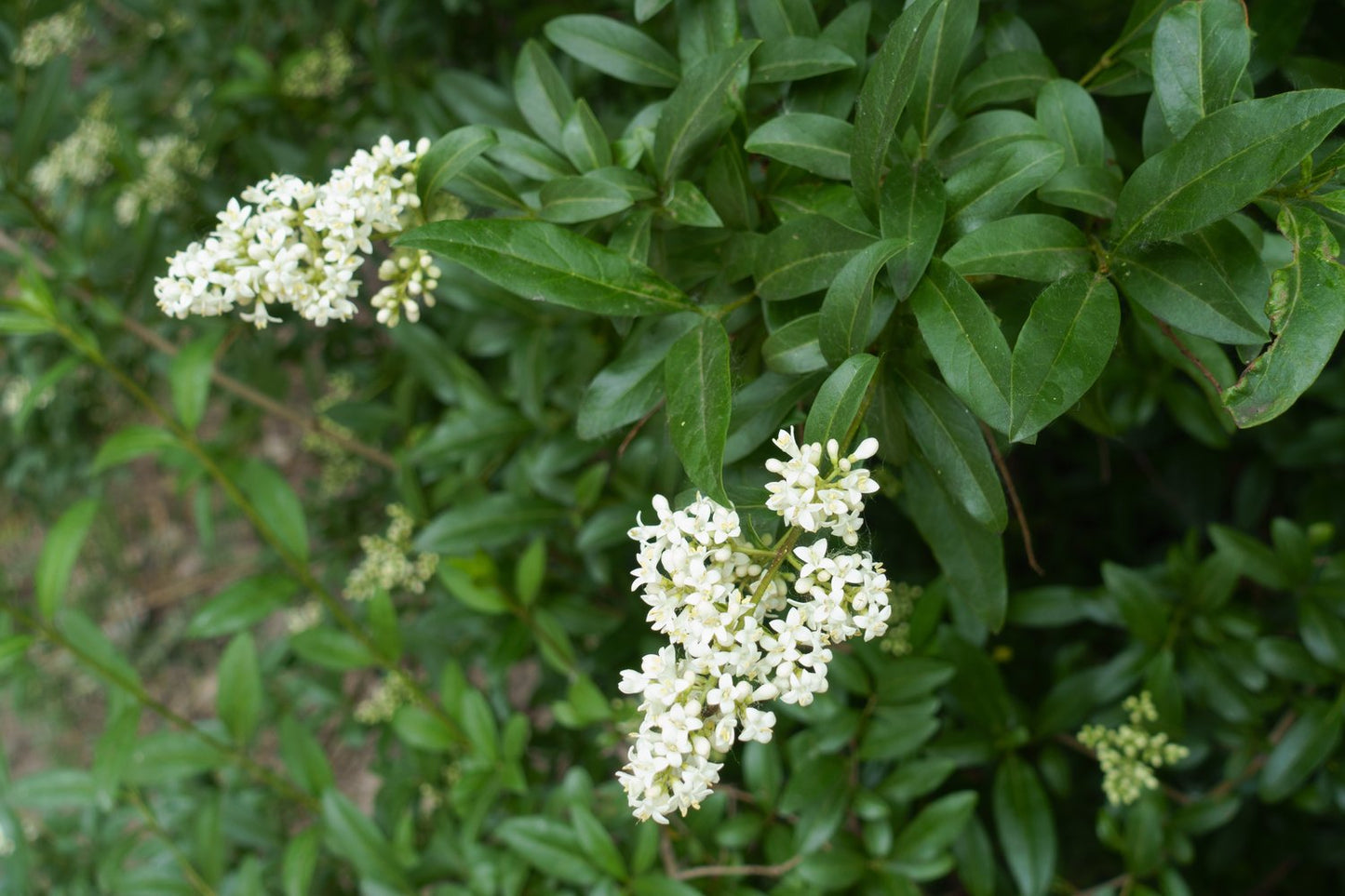 Ligustrum vulg. var. ital. 'Liga', 50-80 cm, 3-5 grenar