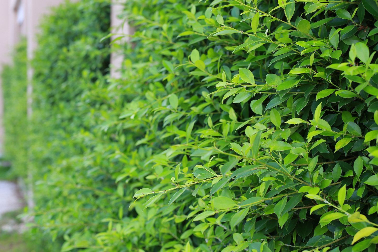 Ligustrum vulg. var. ital. 'Liga', 50-80 cm, 6-10 grenar