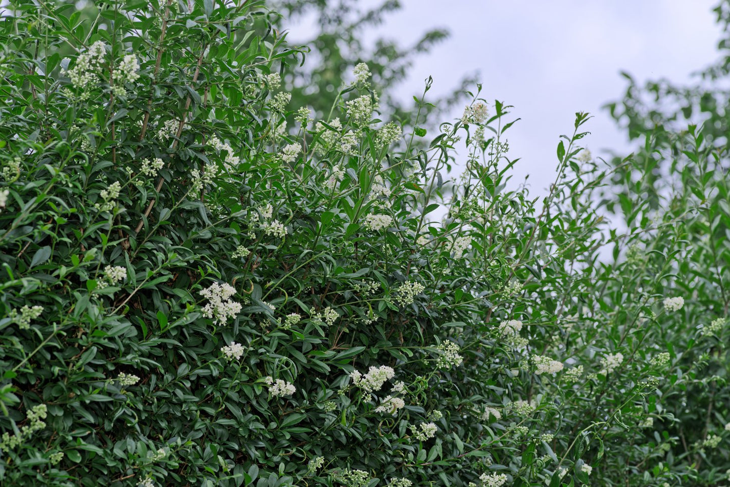 Ligustrum vulg. var. ital. 'Liga', 50-80 cm, 6-10 grenar