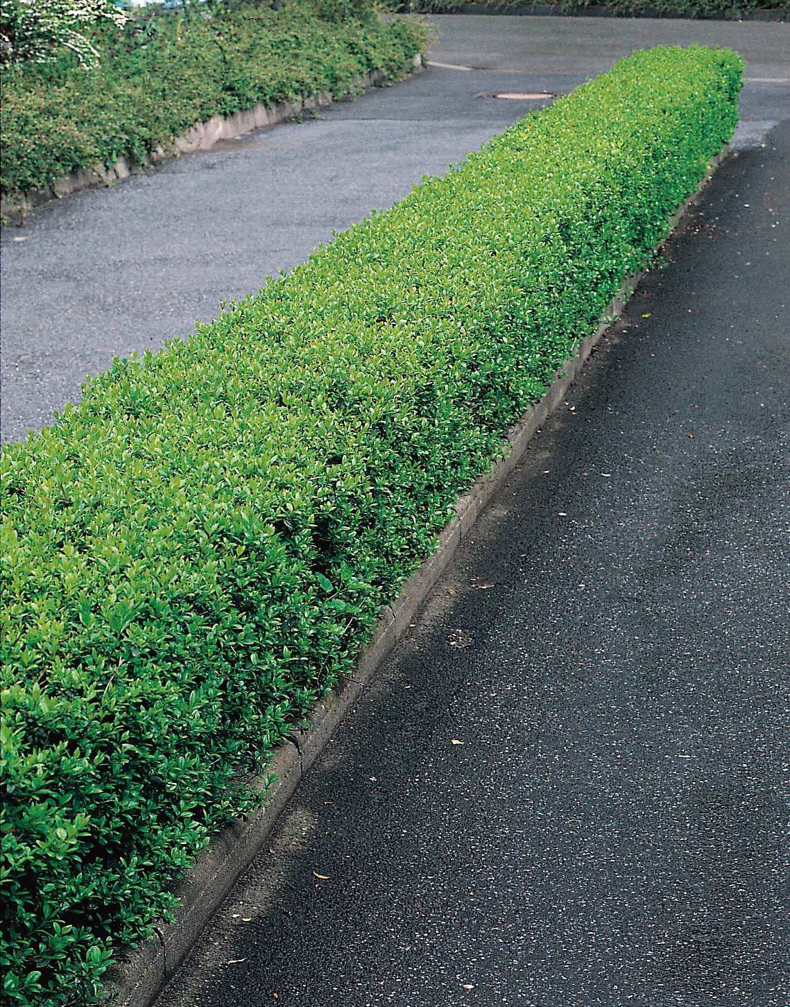 Ligustrum vulgare 'Lodense', 20-40 cm