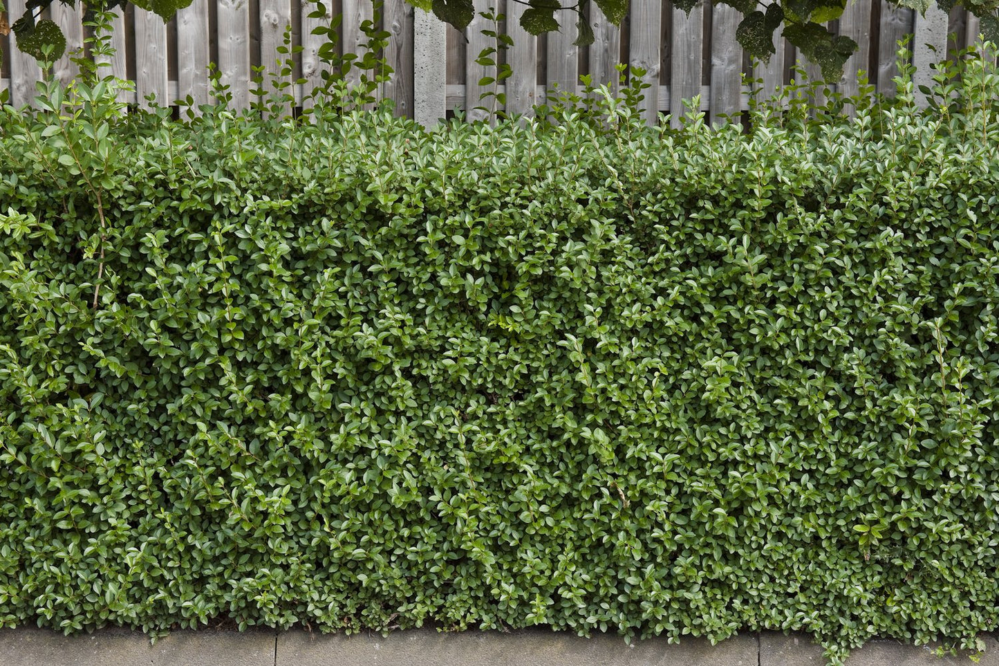 Ligustrum vulgare 'Lodense', 20-40 cm