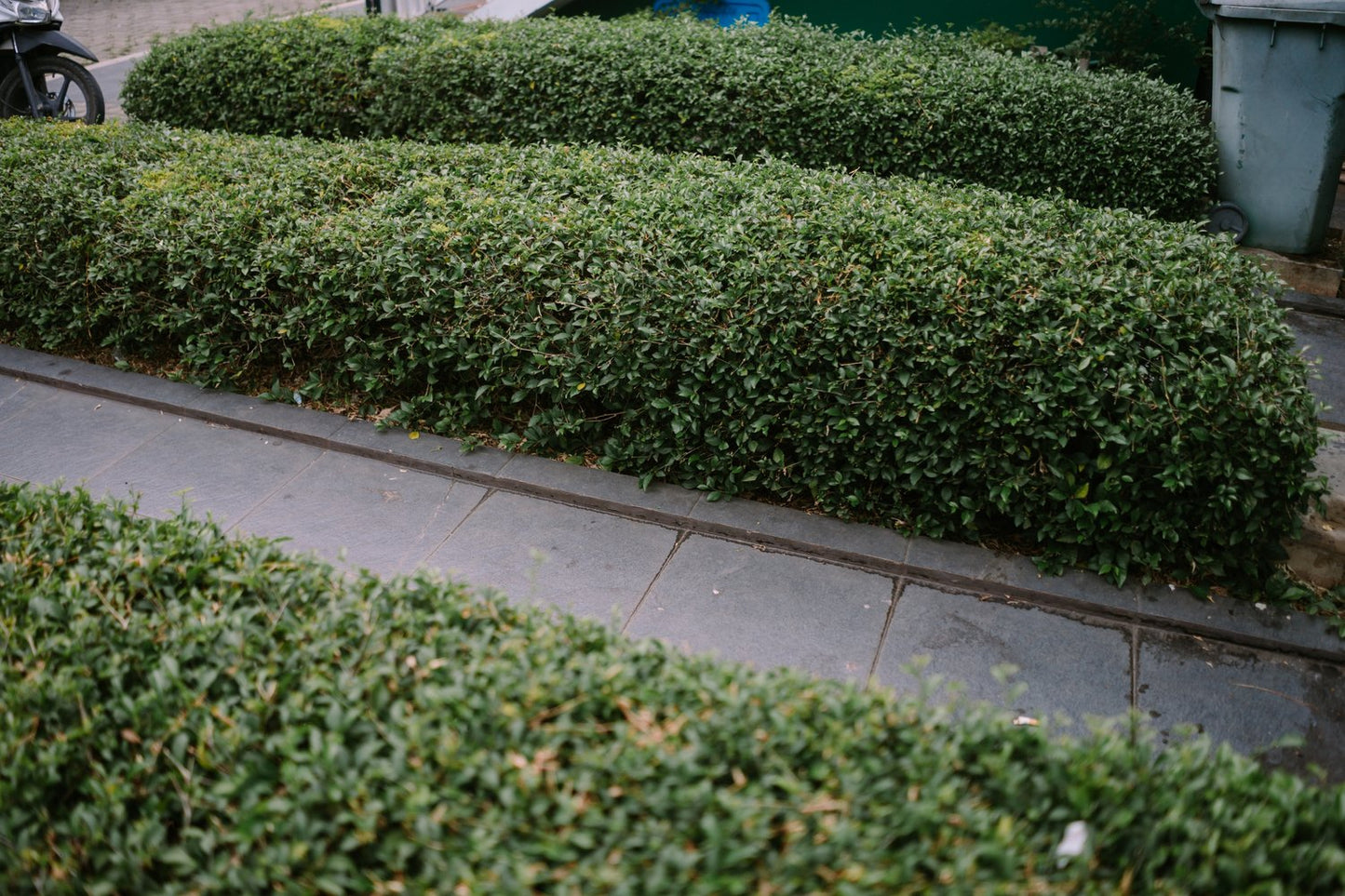 Ligustrum vulgare 'Lodense', 20-40 cm