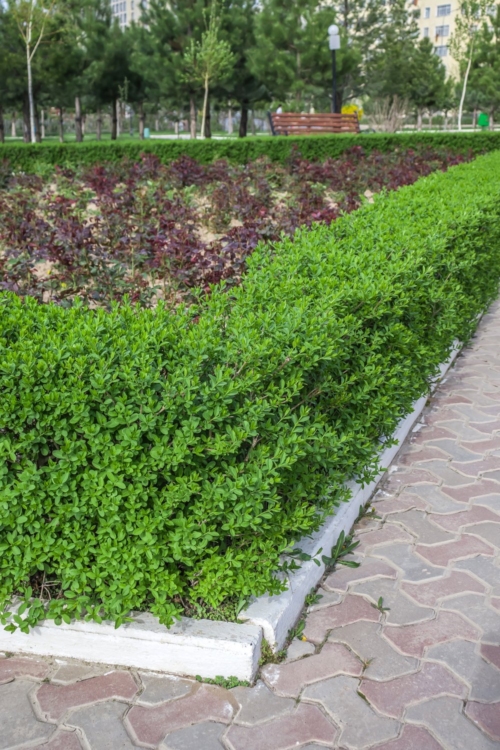 Ligustrum vulgare 'Lodense', 20-40 cm