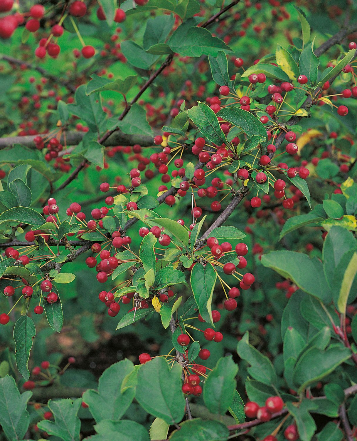 Malus toringo var. sargentii, 30-50 cm