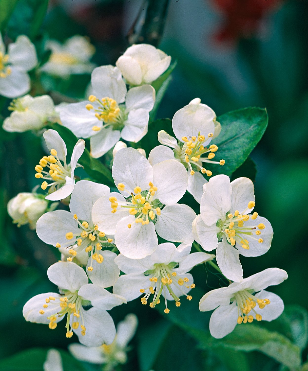 Malus toringo var. sargentii, 30-50 cm
