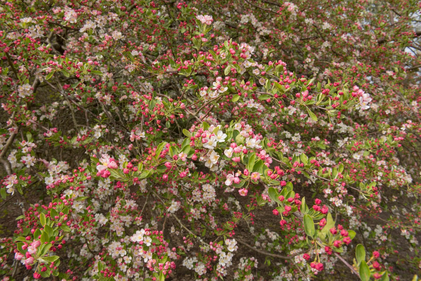 Malus toringo var. sargentii, 30-50 cm