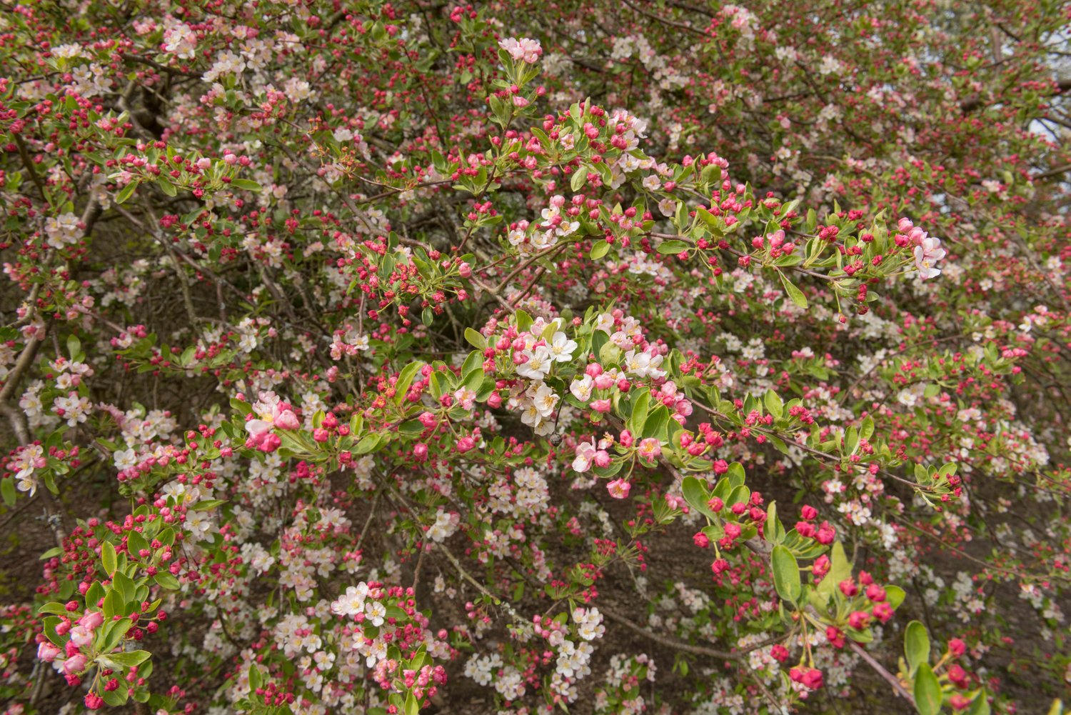 Malus toringo var. sargentii, 30-50 cm