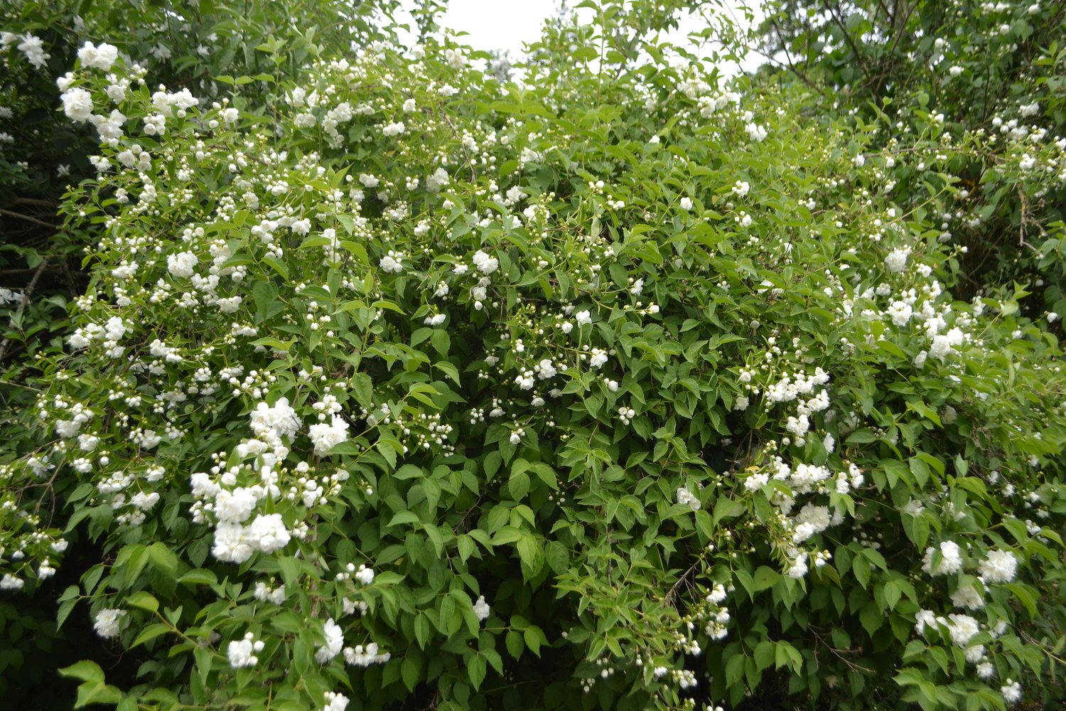 Philadelphus 'Mont Blanc', 30-50 cm