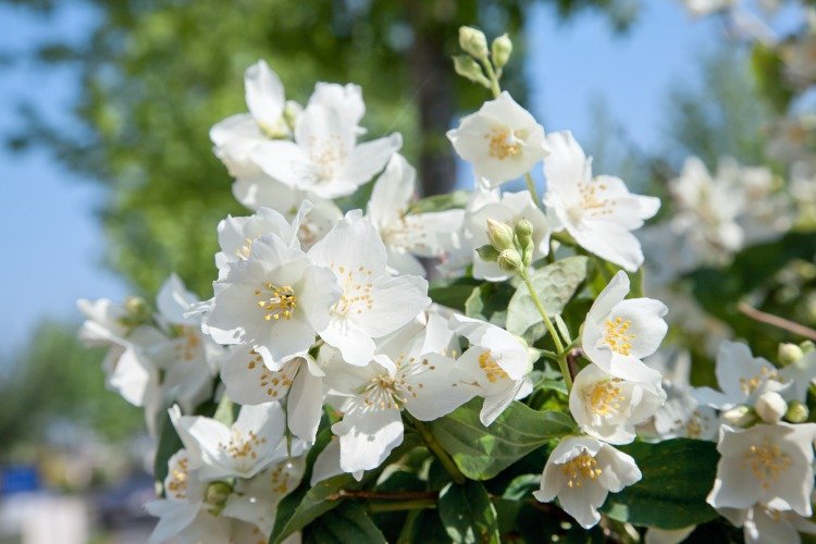 Philadelphus 'Mont Blanc', 30-50 cm
