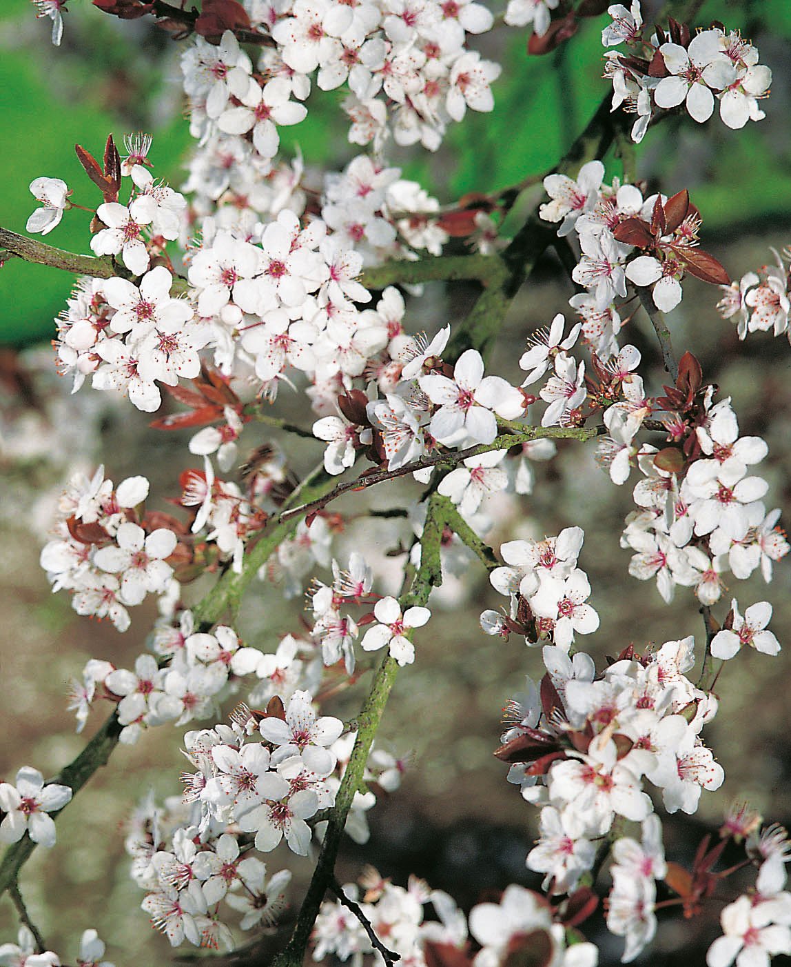 Prunus cerasifera, 60-100 cm
