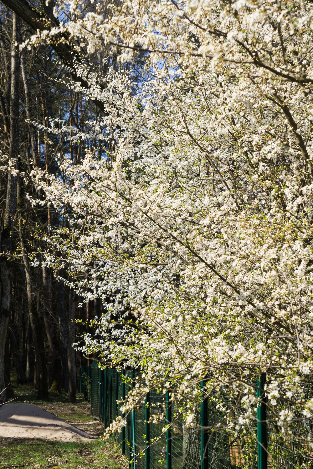 Prunus cerasifera, 60-100 cm
