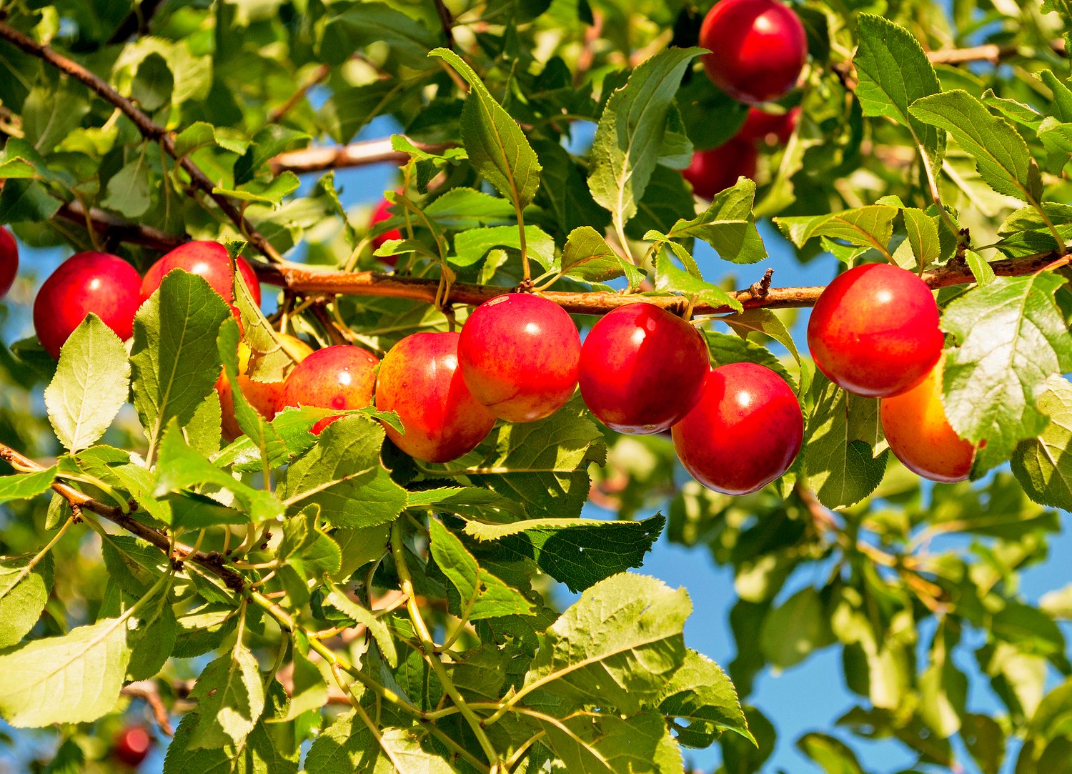 Prunus cerasifera, 60-100 cm