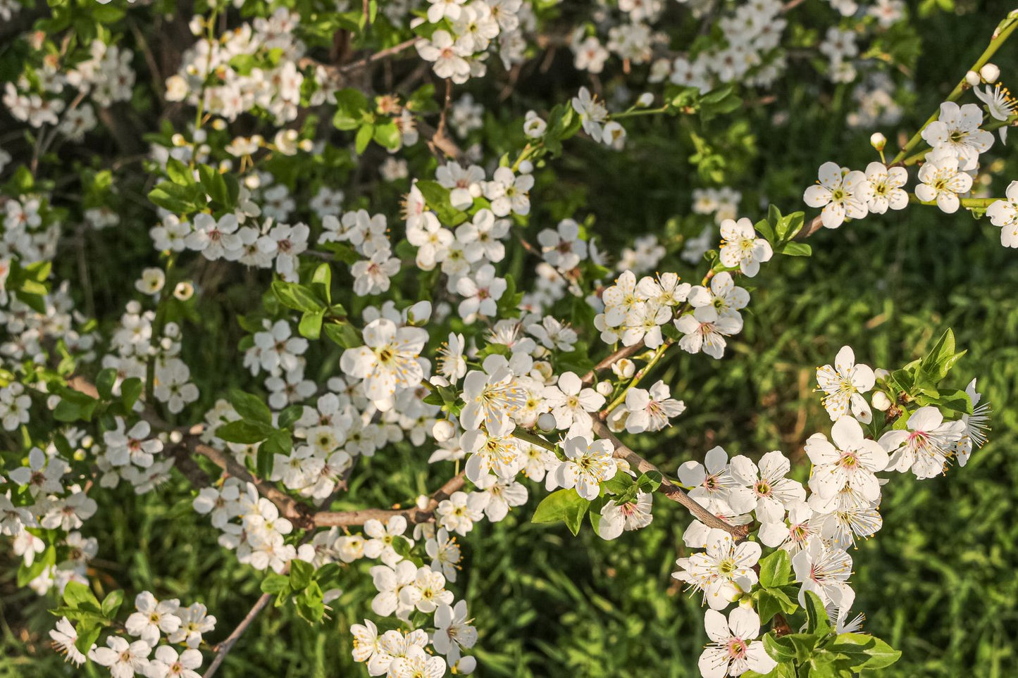 Prunus cerasifera, 60-100 cm