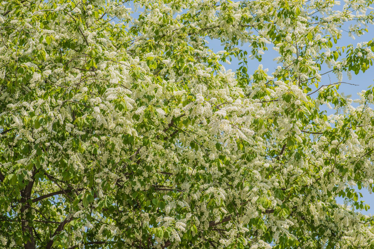 Prunus padus, 50-80 cm