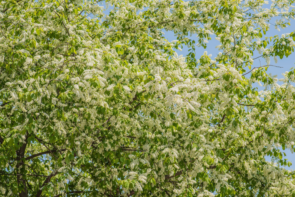 Prunus padus, 50-80 cm