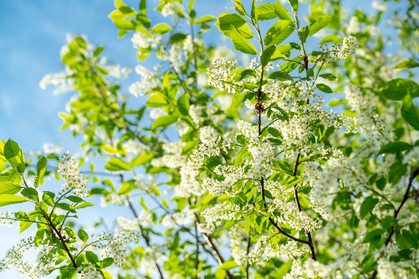 Prunus padus, 50-80 cm