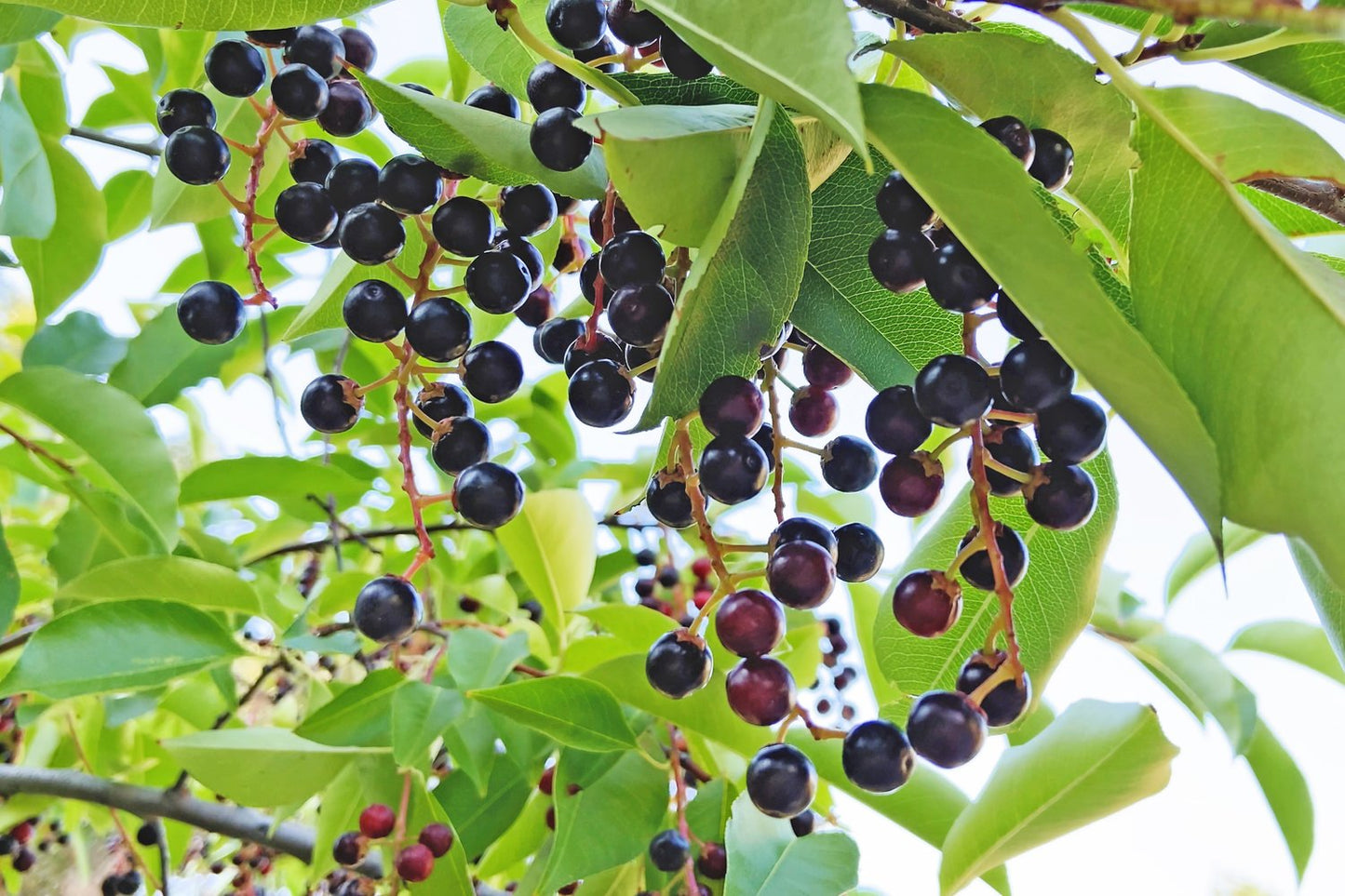 Prunus padus, 50-80 cm