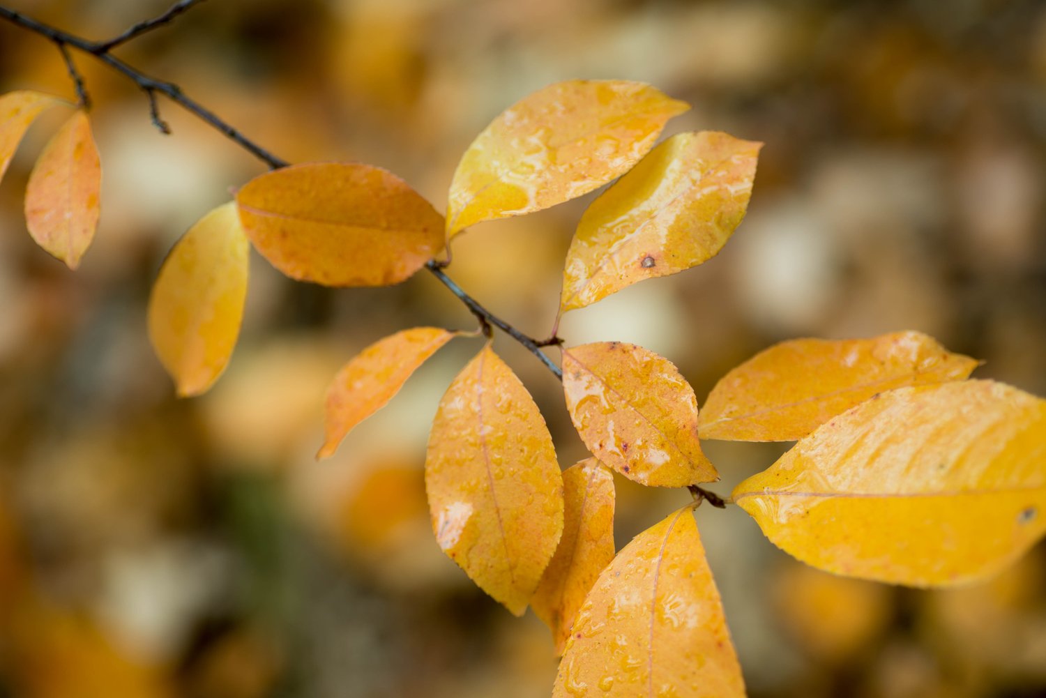 Prunus padus, 50-80 cm