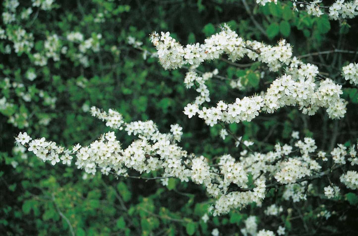 Prunus spinosa, 50-80 cm