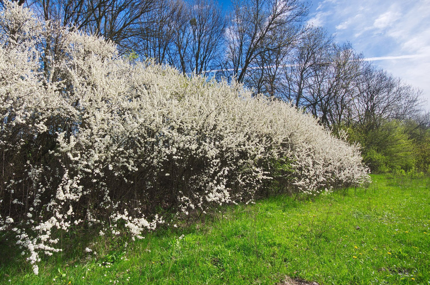Prunus spinosa, 50-80 cm