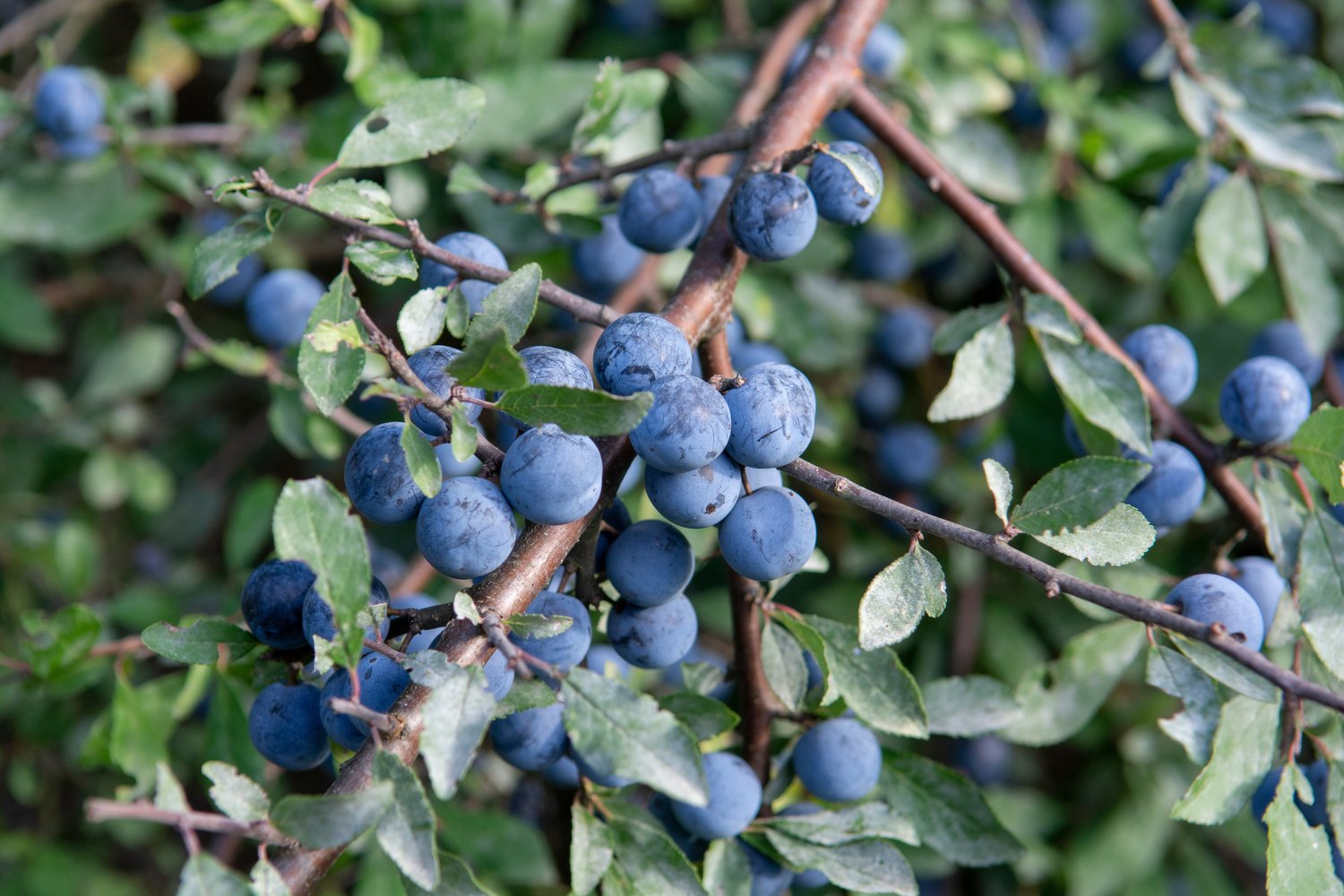Prunus spinosa, 50-80 cm
