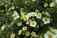 Dasiphora 'Sandved', 20-40 cm