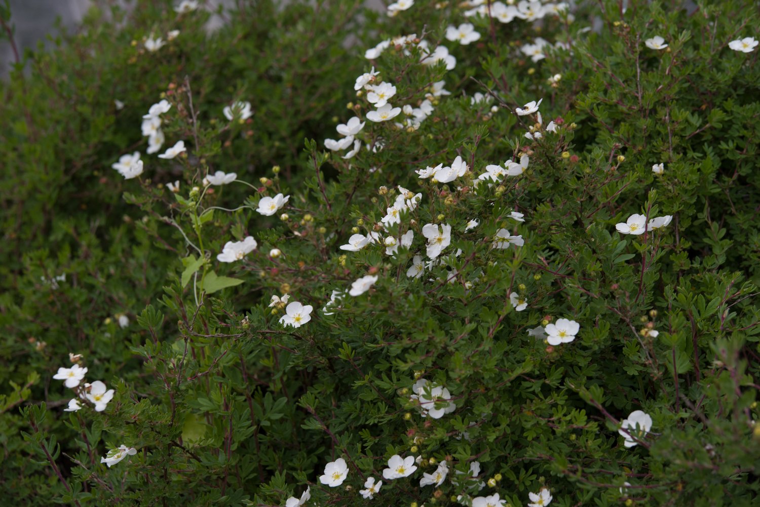 Dasiphora 'Sandved', 20-40 cm