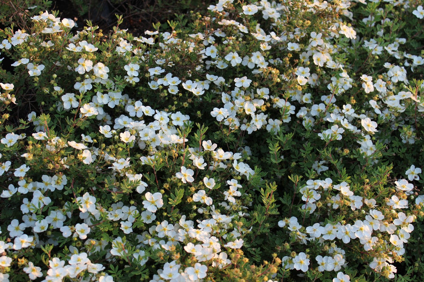 Dasiphora 'Abbotswood', 30-50 cm