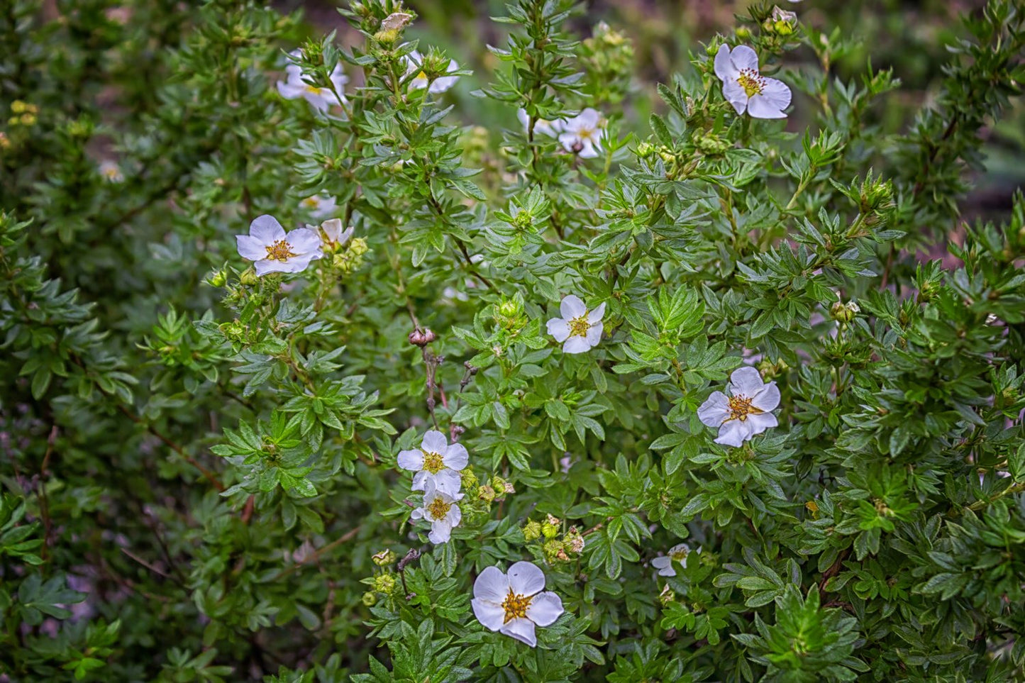Dasiphora 'Abbotswood', 30-50 cm