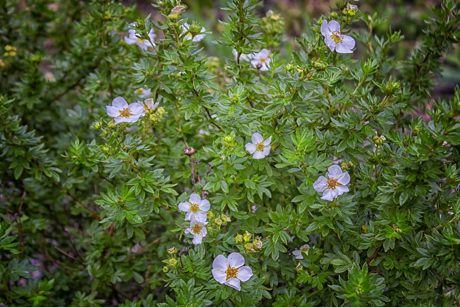 Dasiphora 'Abbotswood', 30-50 cm
