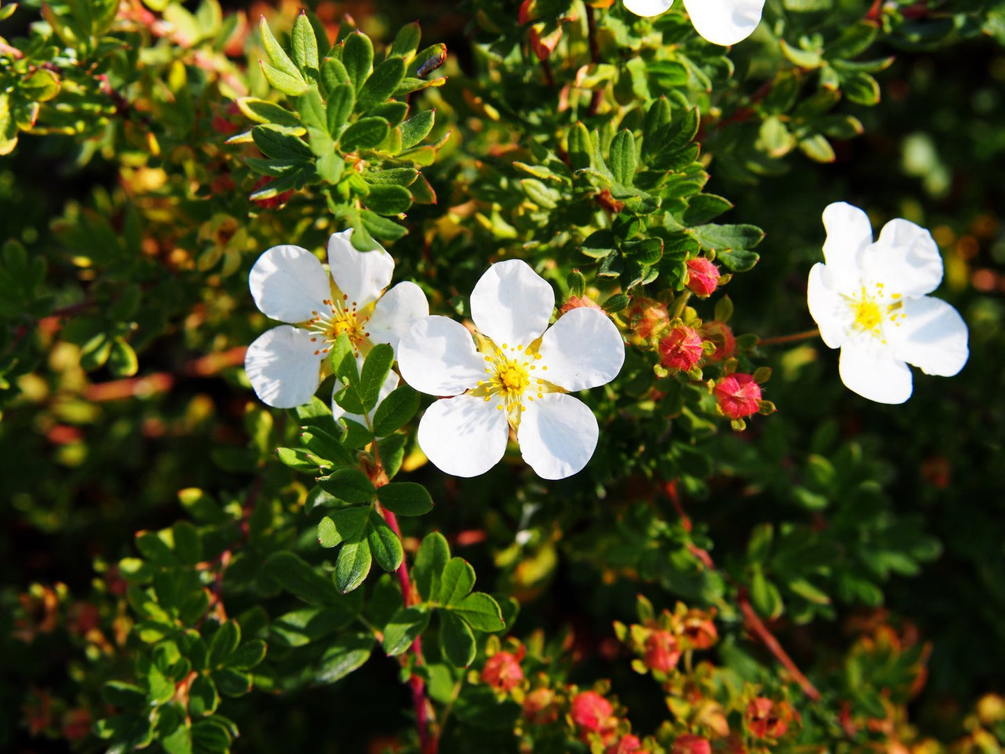 Dasiphora 'Abbotswood', 30-50 cm