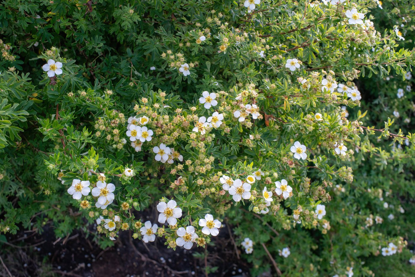 Dasiphora 'Abbotswood', 30-50 cm