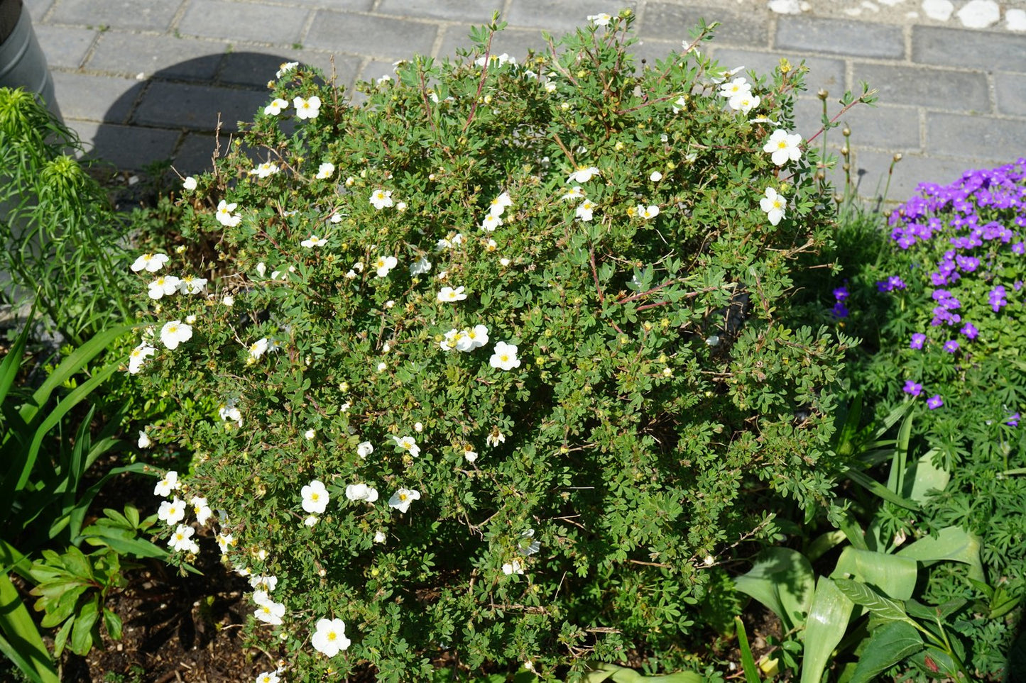 Dasiphora 'Abbotswood', 30-50 cm