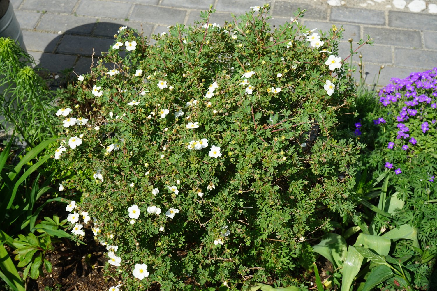 Dasiphora 'Abbotswood', 30-50 cm