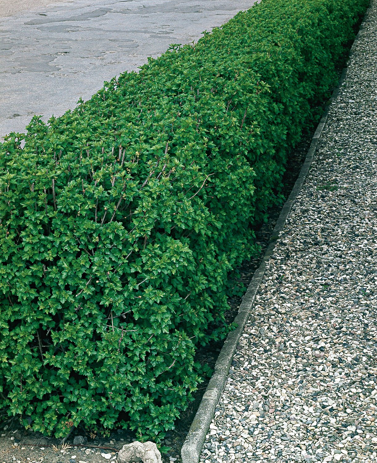 Ribes alpinum, 40-60 cm, 2-4 grenar
