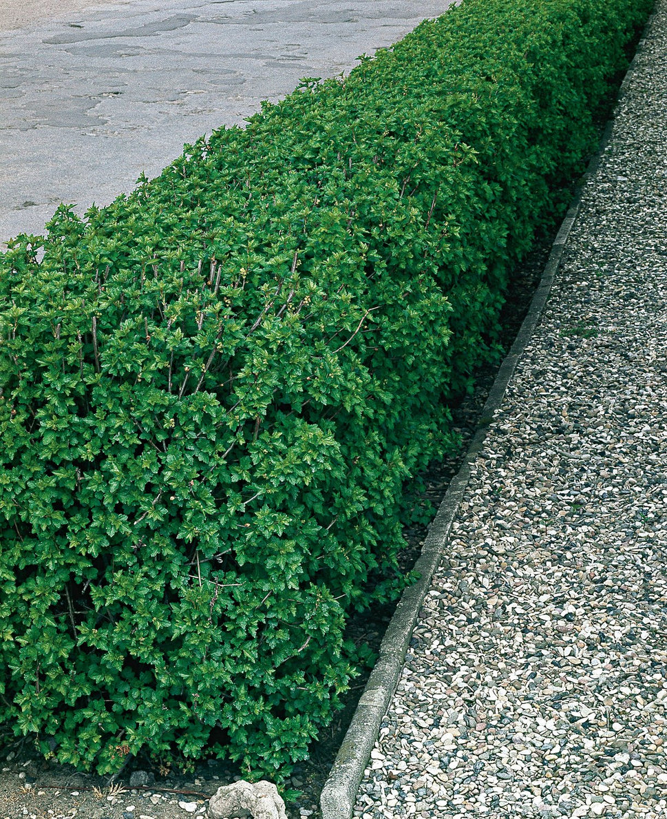 Ribes alpinum, 40-60 cm, 2-4 grenar