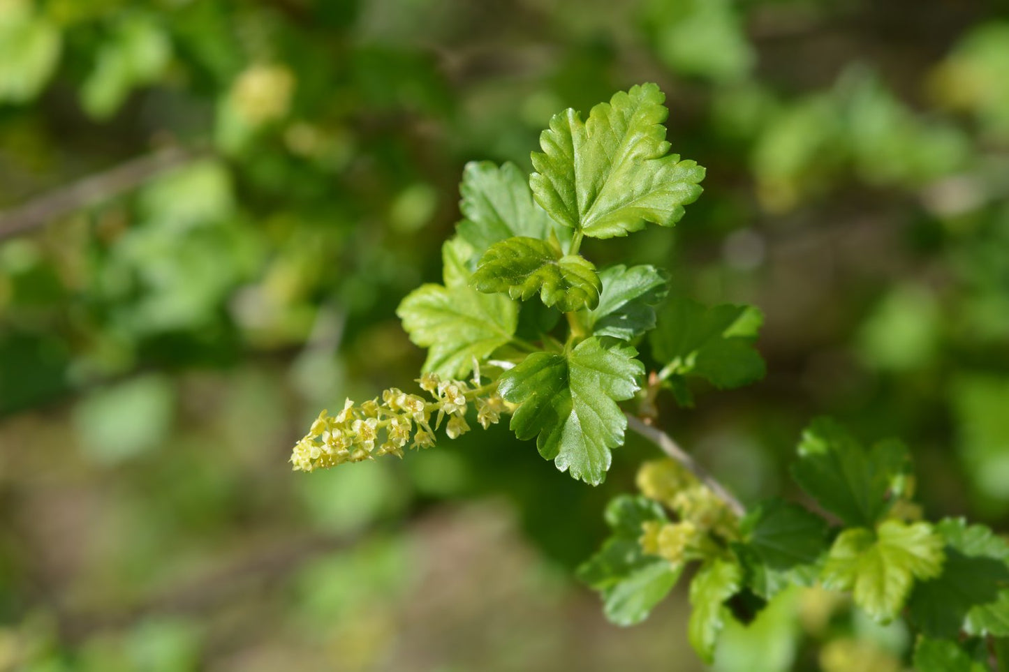 Ribes alpinum, 40-60 cm, 2-4 grenar