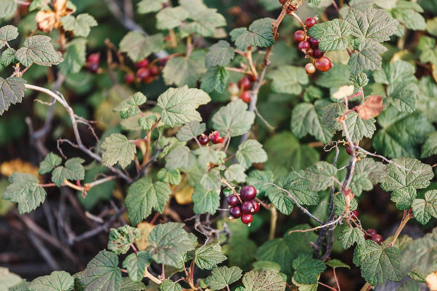 Ribes alpinum, 40-60 cm, 2-4 grenar