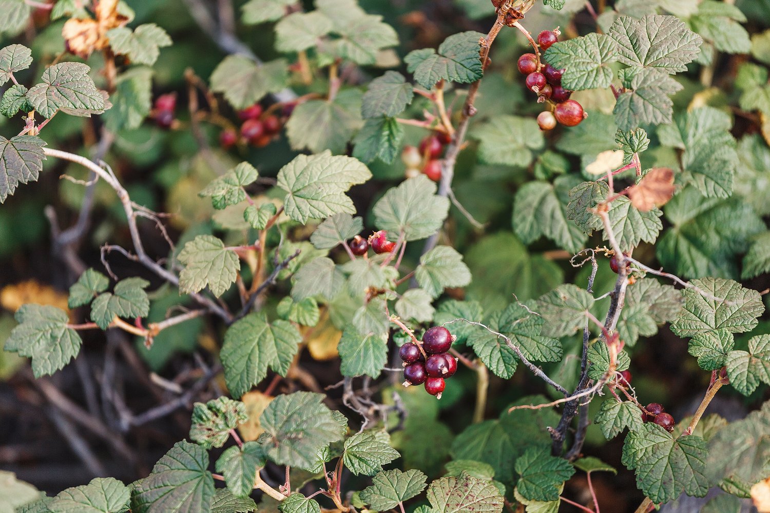 Ribes alpinum, 40-60 cm, 2-4 grenar