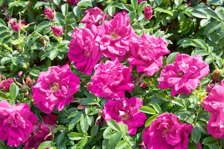 Rosa 'Hansa', 30-50 cm