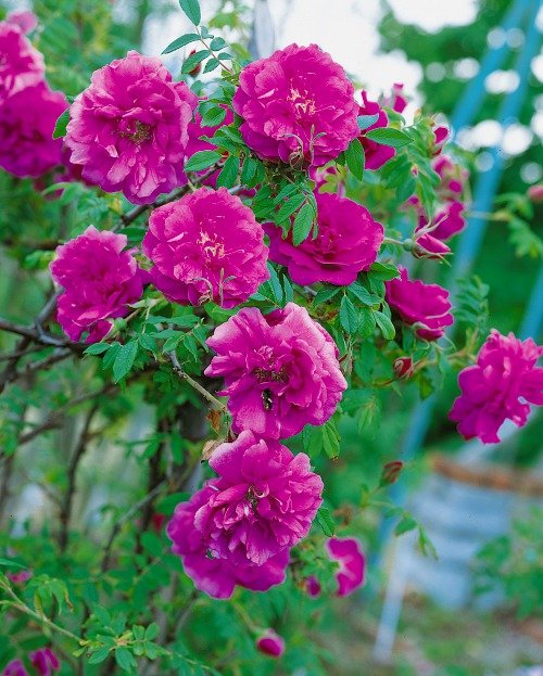 Rosa 'Hansa', 30-50 cm