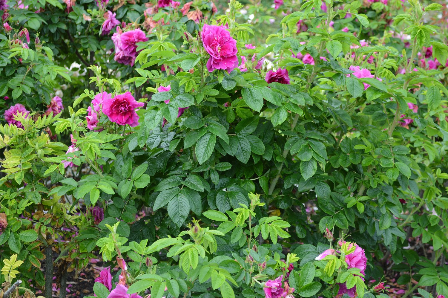 Rosa 'Hansa', 30-50 cm