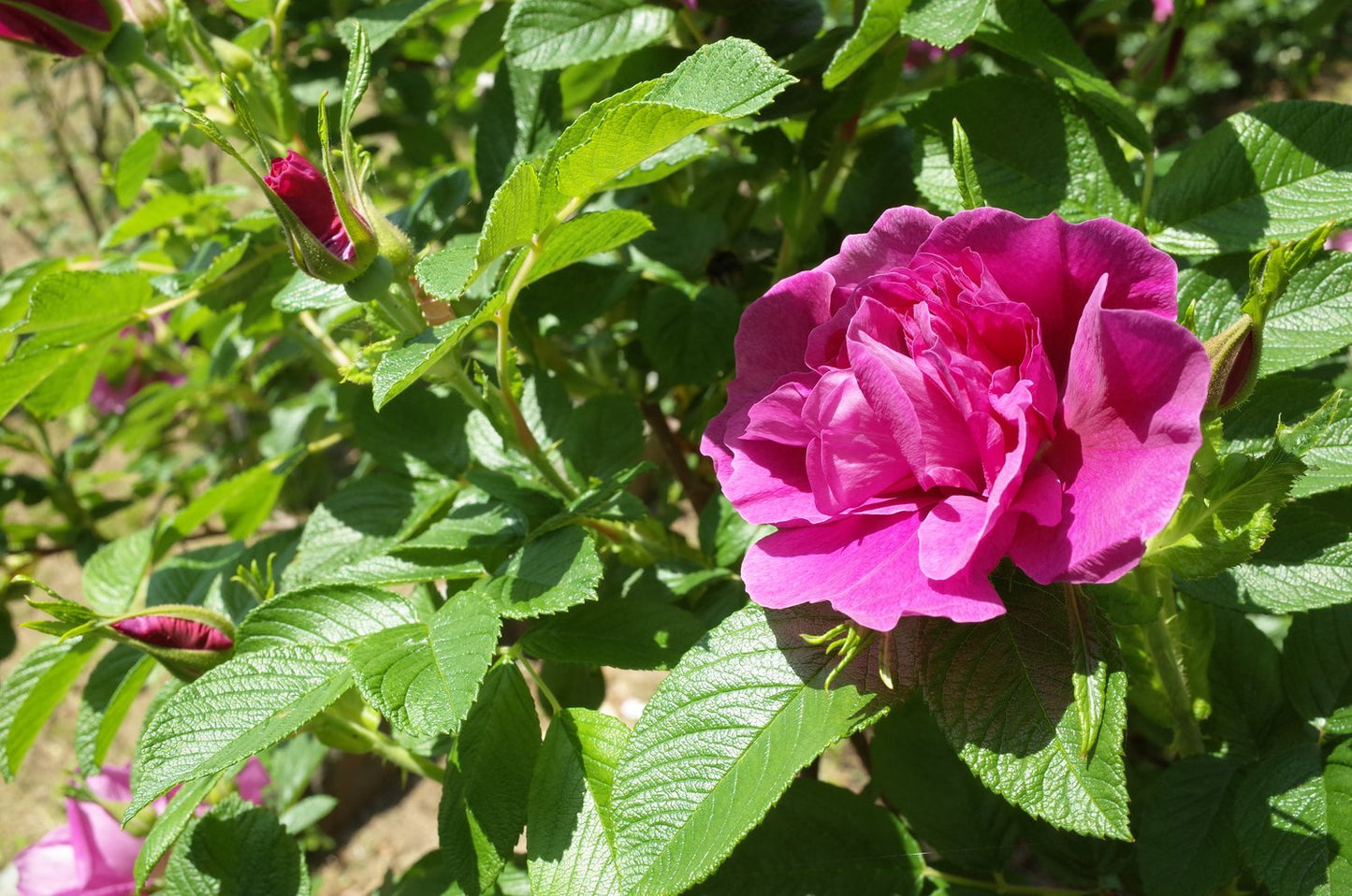 Rosa 'Hansa', 30-50 cm