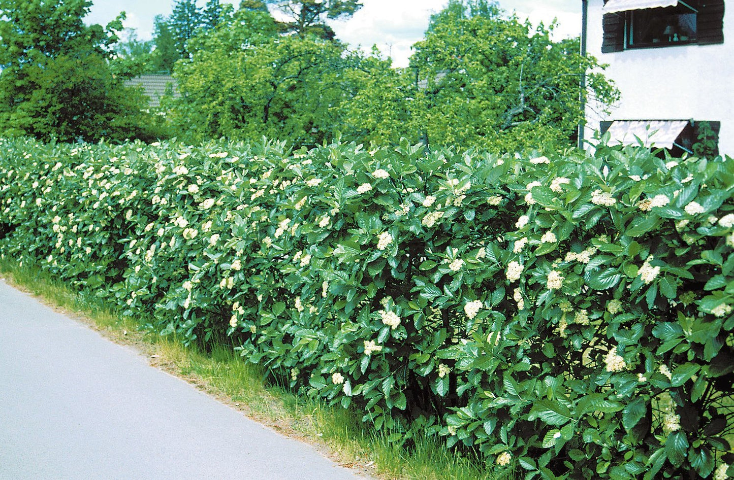 Sorbus intermedia, 40-60 cm