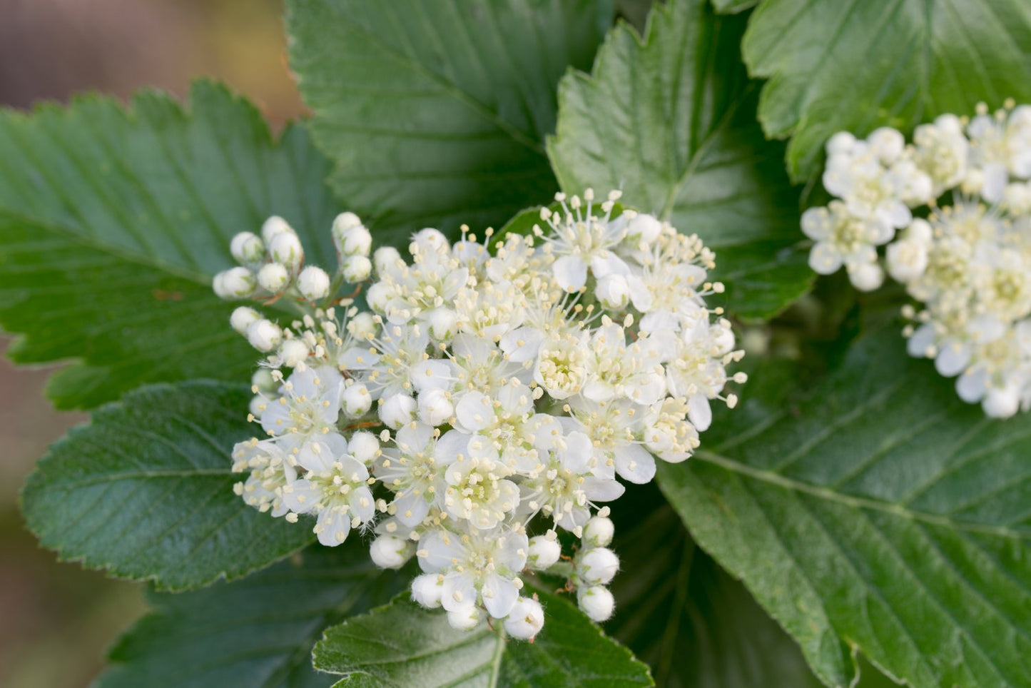 Sorbus intermedia, 40-60 cm