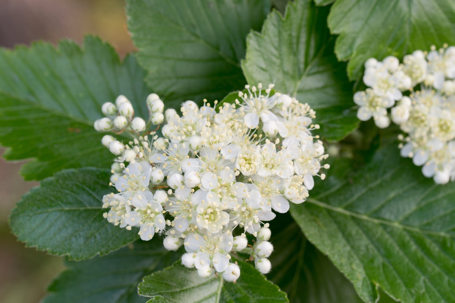 Sorbus intermedia, 40-60 cm