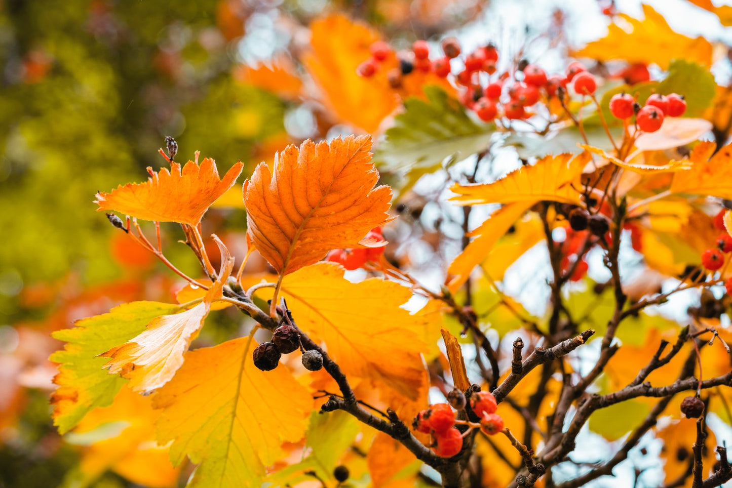 Sorbus intermedia, 40-60 cm