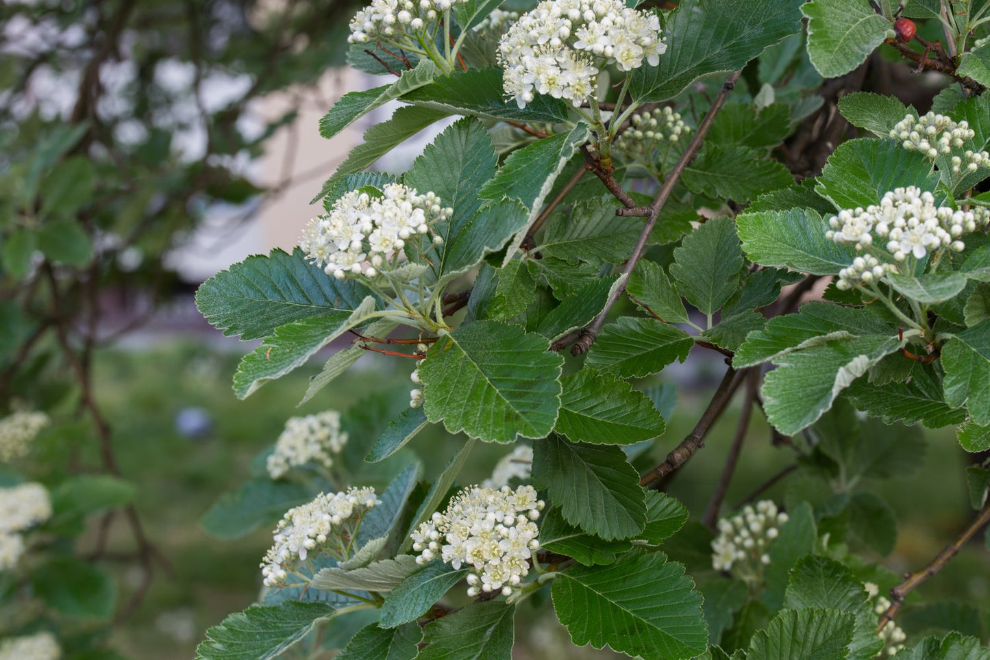 Sorbus intermedia, 40-60 cm