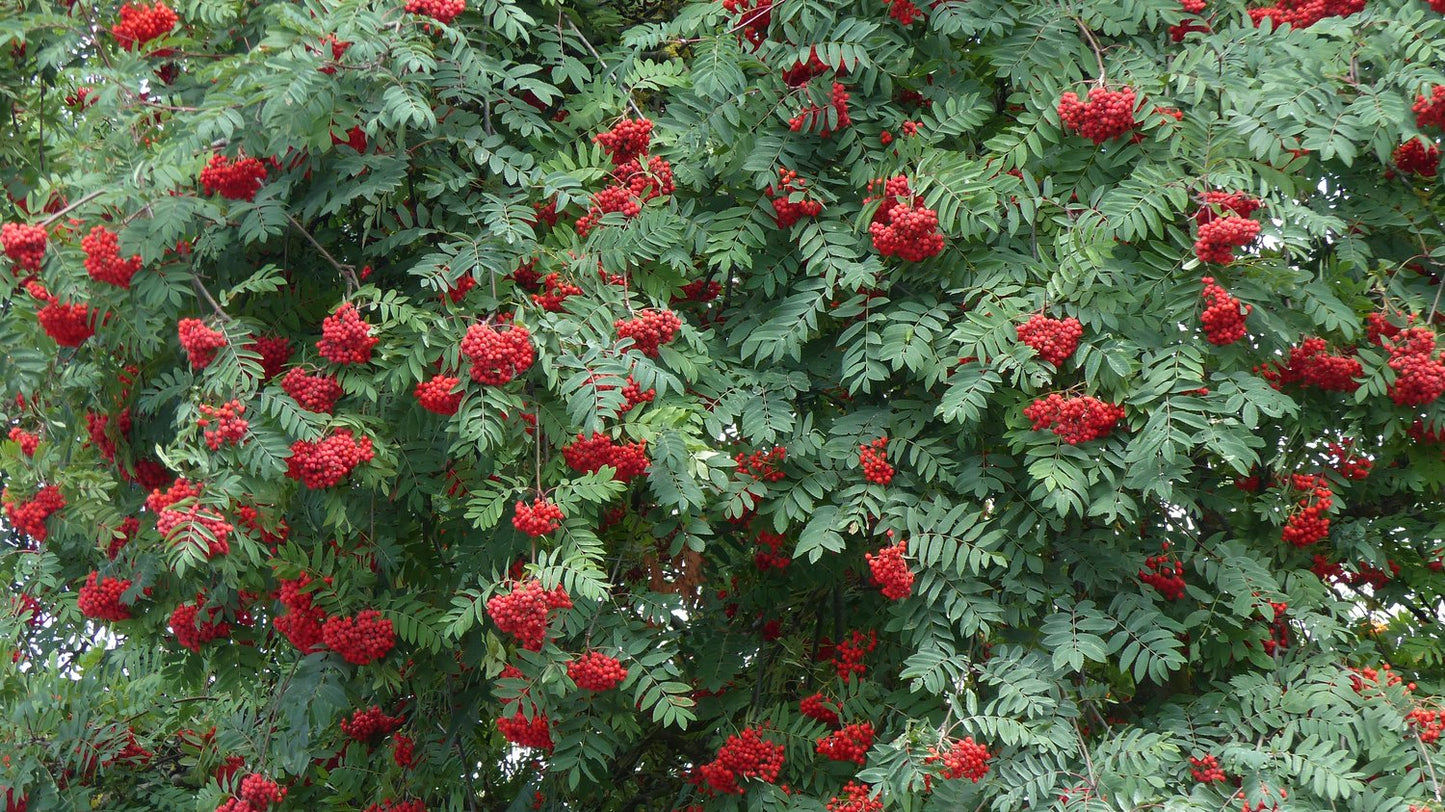 Sorbus aucuparia, 40-60 cm